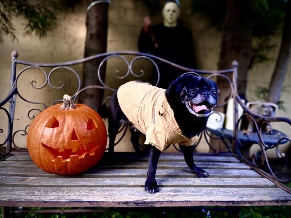 /images/uploads/pug nation rescue of los angeles/pugnation2021/entries/15512thumb.jpg